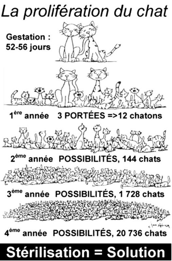 Prolifération des chats